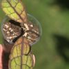 Hoya Clemensiorum
