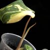 Ultra rare Philodendron Gloriosum variegata