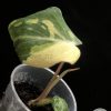 Ultra rare Philodendron Gloriosum variegata
