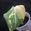 Ultra rare Philodendron Gloriosum variegata