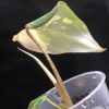 Ultra rare Philodendron Gloriosum variegata