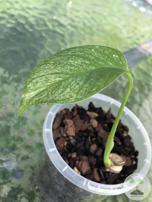 monstera deliciosa mint