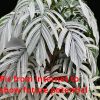 Rare Rhaphidophora Tenuis Silver