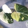 Highly rare Philodendron Gloriosum variegata