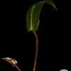 Rare Anthurium Unknown