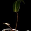 Rare Anthurium Unknown