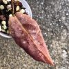 Hoya undulata red