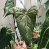 Rare Anthurium Unknown