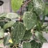 Hoya Latifolia NoID