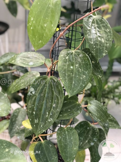 Hoya Latifolia NoID