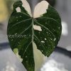 Highly rare Philodendron Gloriosum variegata