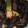Highly rare Philodendron Gloriosum variegata