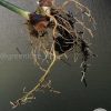 Highly rare Philodendron Gloriosum variegata