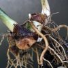 Highly rare Philodendron Gloriosum variegata