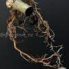 Highly rare Philodendron Gloriosum variegata