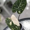 Highly rare Philodendron Gloriosum variegata