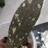 Hoya Clemensiorum Splash