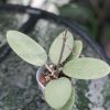 Hoya Silver dollar MB1405-AG