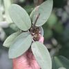 Hoya Silver dollar MB1405-AG