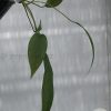 Anthurium vittariifolium - B