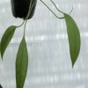Anthurium vittariifolium - B