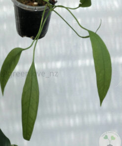 Anthurium vittariifolium - B