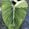 Highly rare Philodendron Gloriosum variegata