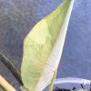 Highly rare Philodendron Gloriosum variegata