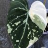 Highly rare Philodendron Gloriosum variegata