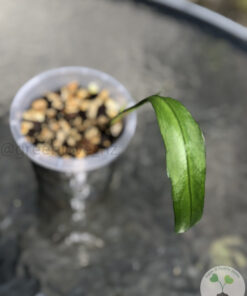 Anthurium vittariifolium - C