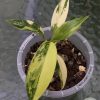 Philodendron Mango Shake