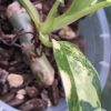 Philodendron Mango Shake
