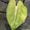 Highly rare Philodendron Gloriosum variegata