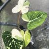 Highly rare Philodendron Gloriosum variegata
