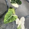 Highly rare Philodendron Gloriosum variegata