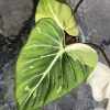 Highly rare Philodendron Gloriosum variegata