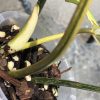 Highly rare Philodendron Gloriosum variegata