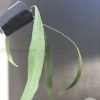 Anthurium vittariifolium - A