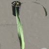 Anthurium vittariifolium - A