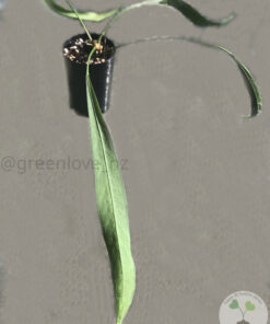 Anthurium vittariifolium - A