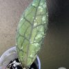Hoya Clemensiorum splash