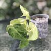 Philodendron Heart leaf variegated - A