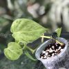 Philodendron Heart leaf variegated - A