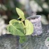 Philodendron Heart leaf variegated - A