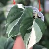 Philodendron Heart leaf albo