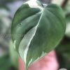 Philodendron Heart leaf albo