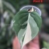 Philodendron Heart leaf albo