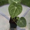 Anthurium hybrid