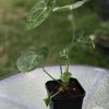 Anthurium hybrid