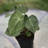 Anthurium hybrid